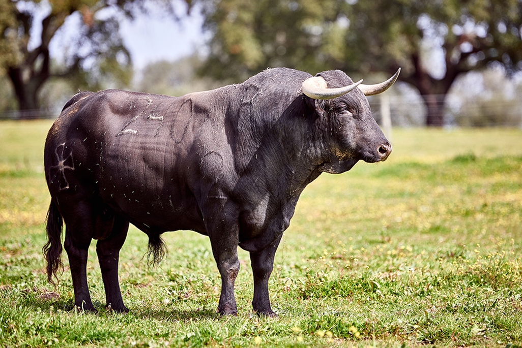 1 S TORCATO N249 (5)