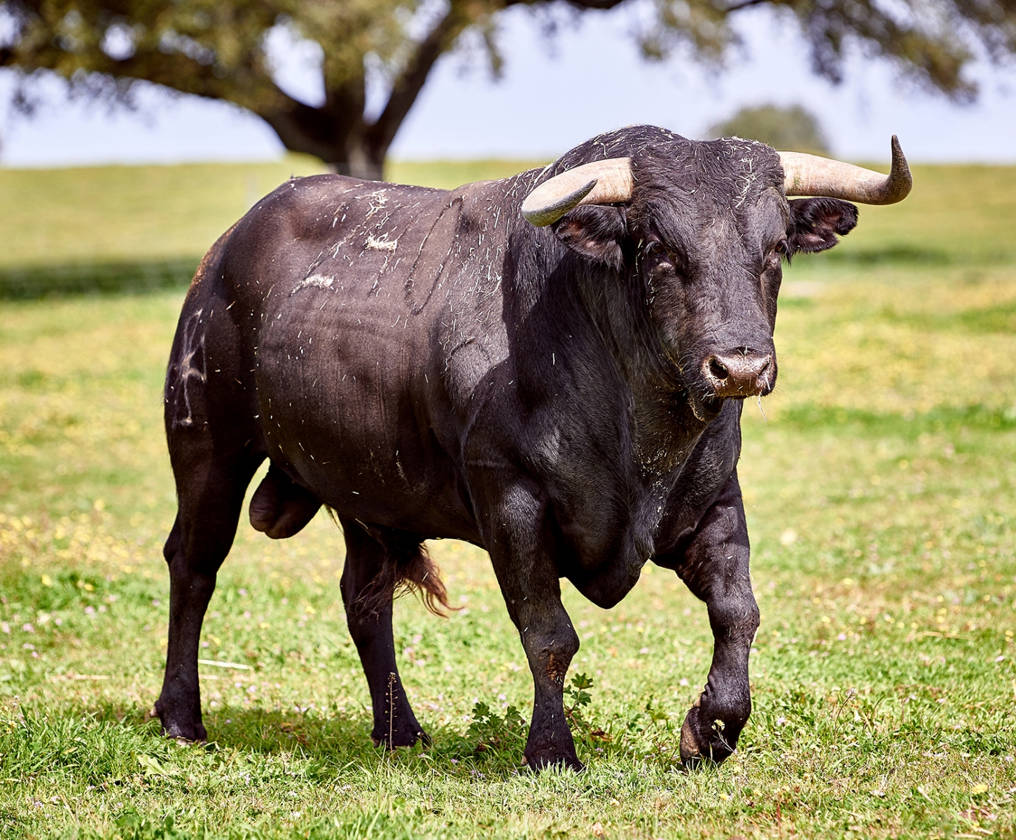 RAÇA_BRAVA_UNIVERSIDADE_EVORA