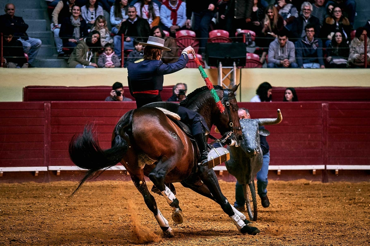 Demonstração de Toureio Cavalo13